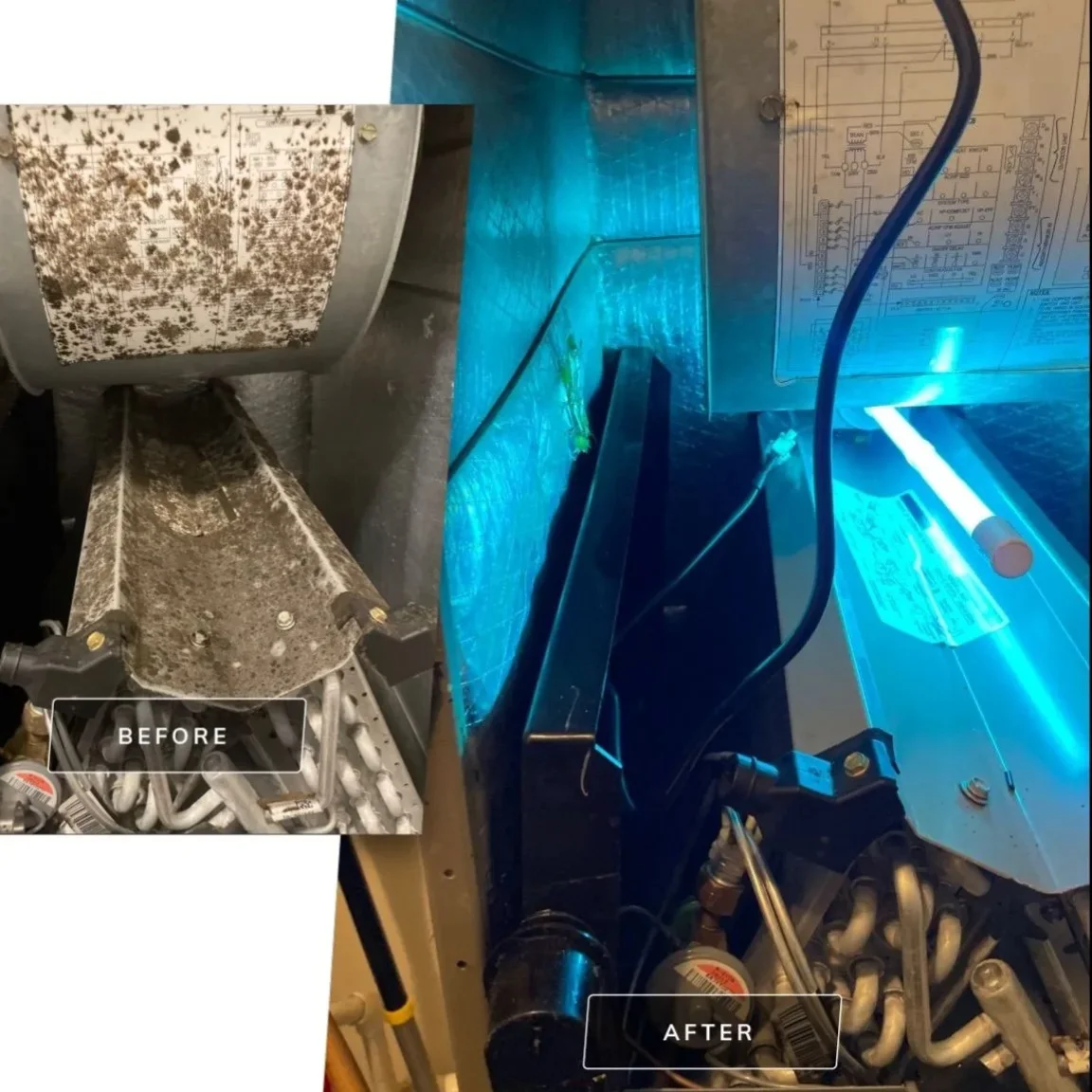 Before-and-after of an AC blower coil covered in mold and the same coil sterilized after a UV light install in Plainfield, IN